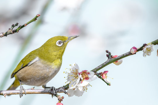 portrait of a japanese zosterops white-eye in blooming plum tree