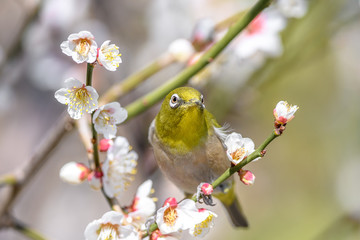 portrait of a japanese zosterops white-eye in blooming plum tree