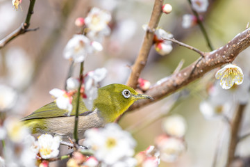 portrait of a japanese zosterops white-eye in blooming plum tree