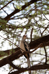 Northern Red-billed Hornbill, sitting on a branch