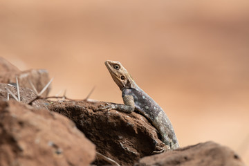 Agama des colons, on a rock