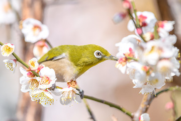 portrait of a japanese zosterops white-eye in blooming plum tree
