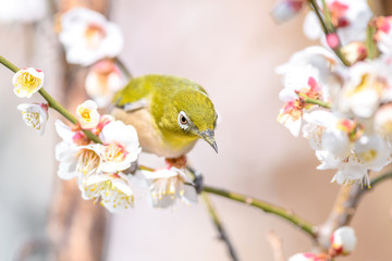 portrait of a japanese zosterops white-eye in blooming plum tree
