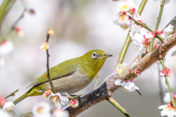 portrait of a japanese zosterops white-eye in blooming plum tree
