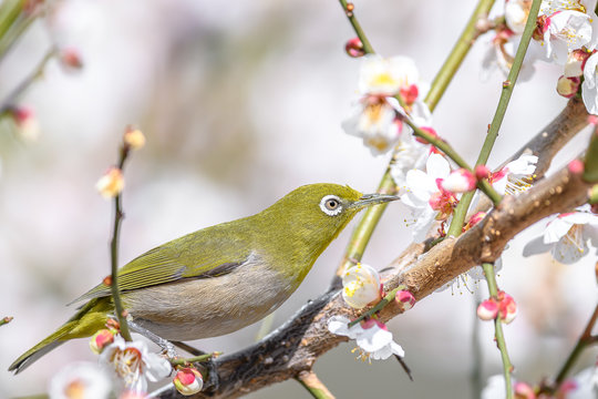 portrait of a japanese zosterops white-eye in blooming plum tree