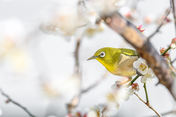 portrait of a japanese zosterops white-eye in blooming plum tree