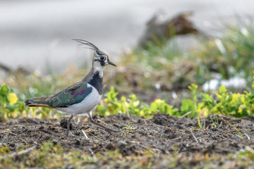 Northern lapwing portrait