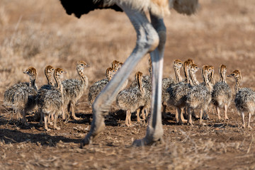 Ostrich with chicks in the wilderness of Africa © Ozkan Ozmen