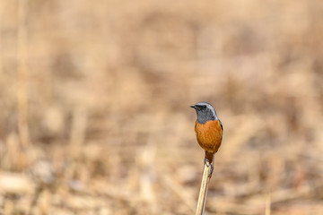 Daurian redstart portrait