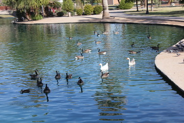 ducks in pond