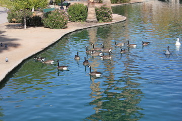 ducks in pond