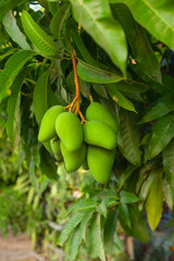 close up of mango fruit on a mango tree