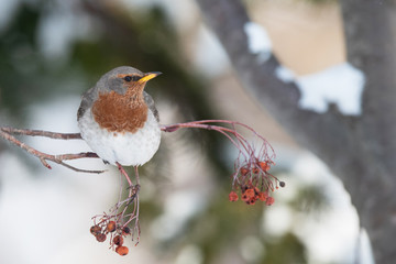 冬のノドアカツグミ