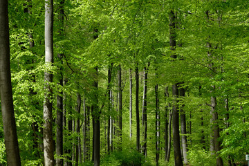 Beautiful German beech forest in spring. Bright green young leaves, dark brown grey tree trunks national park in Hesse, Germany. 
