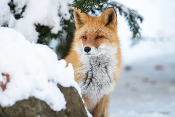 冬のキタキツネ