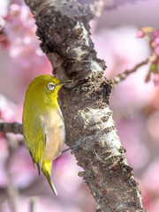 Japanese zosterops white-eye close up portrait in a branch of a blooming cherry tree