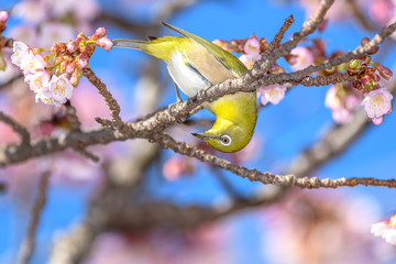 Japanese zosterops white-eye close up portrait in a branch of a blooming cherry tree