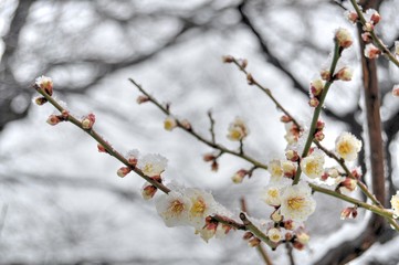 雪の日の白梅