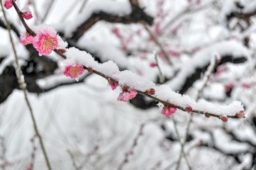 雪の日の紅梅