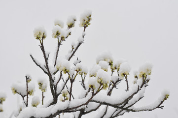 雪の日の白梅