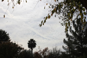 birds in sky