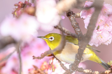 Japanese zosterops white-eye close up portrait in a branch of a blooming cherry tree