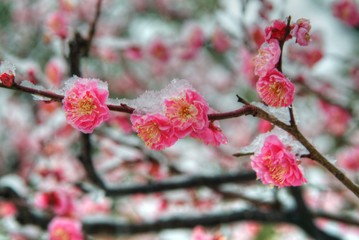 雪の日の紅梅
