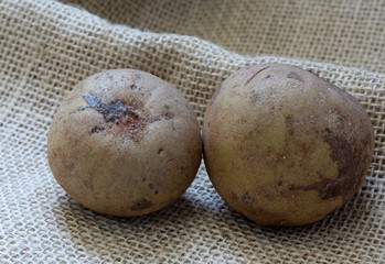Exotic fruit Sapoti, original fruit of Central America
