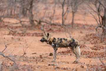 African wild dog portrait in the wilderness of Africa