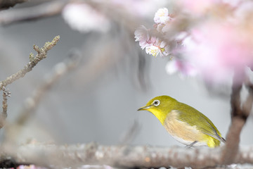 Japanese zosterops white-eye close up portrait in a branch of a blooming cherry tree