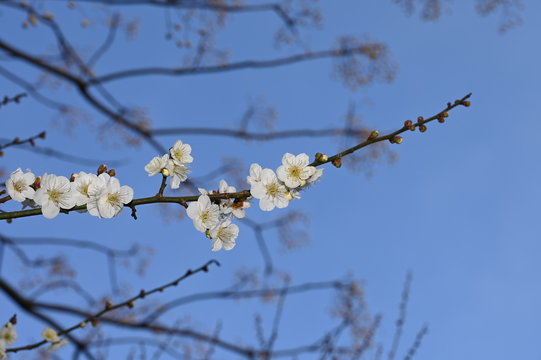 @lum flower at okamoto park