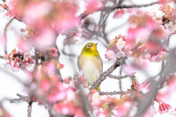 Japanese zosterops white-eye close up portrait in a branch of a blooming cherry tree