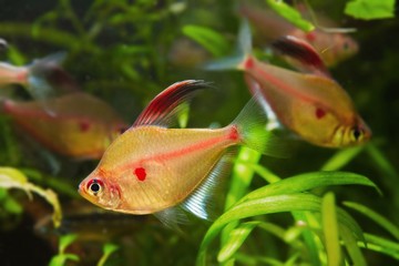 shoal of bleeding heart tetra, Hyphessobrycon socolofi, popular