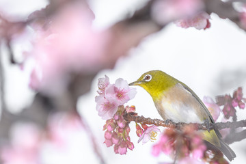 Japanese zosterops white-eye close up portrait in a branch of a blooming cherry tree