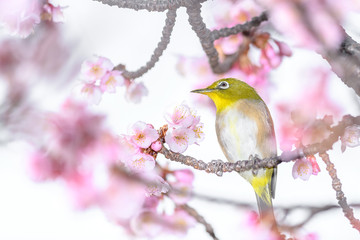 Japanese zosterops white-eye close up portrait in a branch of a blooming cherry tree