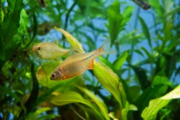 adult pair of European bitterling, Rhodeus amarus, ornamental fish show spawning behaviour in a...