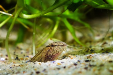 adult weather spined loach, wide-spread freshwater dwarf fish in European temperate aquarium hiding in sand bottom to forecast bad weather