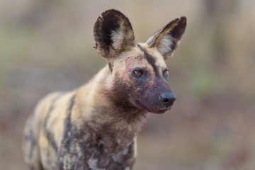 African wild dog portrait in the wilderness of Africa