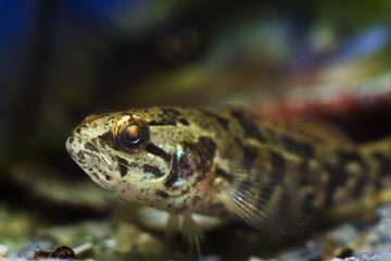 Chinese sleeper, juvenile freshwater fish species in nature aquarium, dangerous invasive predator...