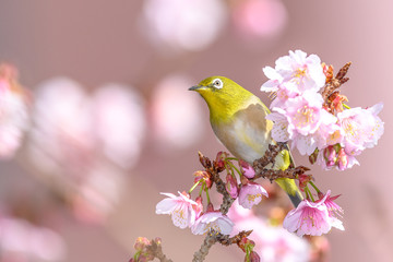 Japanese zosterops white-eye close up portrait in a branch of a blooming cherry tree