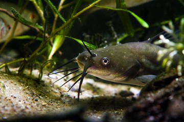 dangerous invasive freshwater predator fish Channel catfish hide in driftwood to hunt for prey,...
