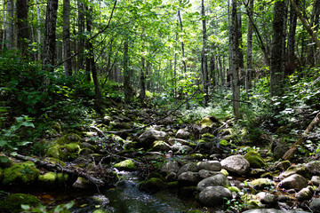 A stream in forest setting.