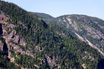 Trees growing on a mountain seen from a distance. 