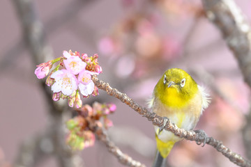 Japanese zosterops white-eye close up portrait in a branch of a blooming cherry tree