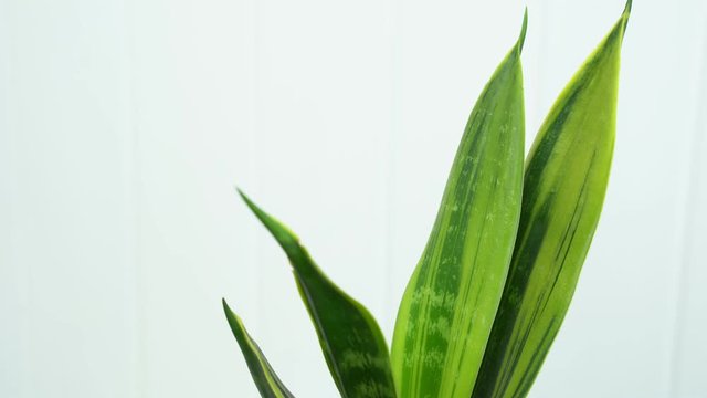 Sansevieria home plant on the bedside table