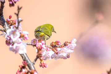 Japanese zosterops white-eye close up portrait in a branch of a blooming cherry tree