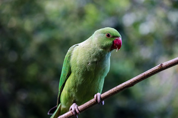 parrot on a branch