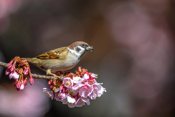 sparrow close up portrait in a branch of a blooming cherry tree