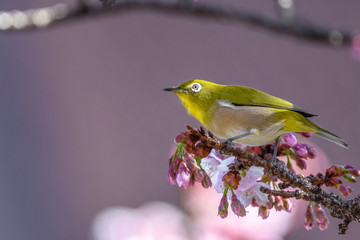 Japanese zosterops white-eye close up portrait in a branch of a blooming cherry tree