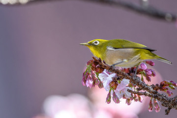 Japanese zosterops white-eye close up portrait in a branch of a blooming cherry tree